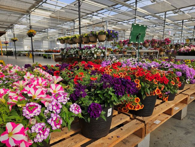 26sale5 12inch planters(web).jpg