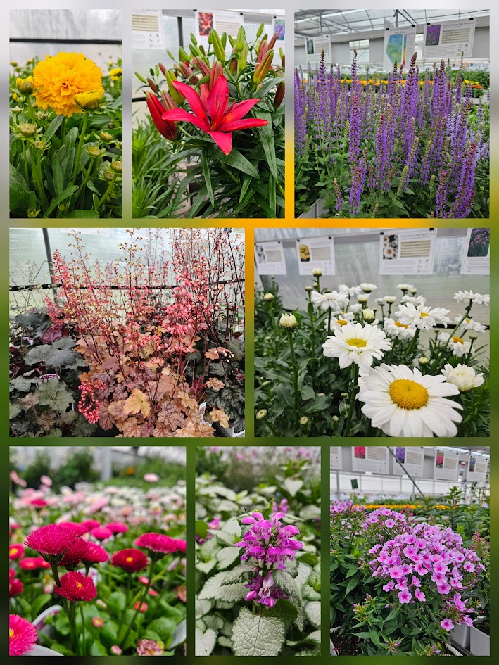 26sale7 Perennials.jpg