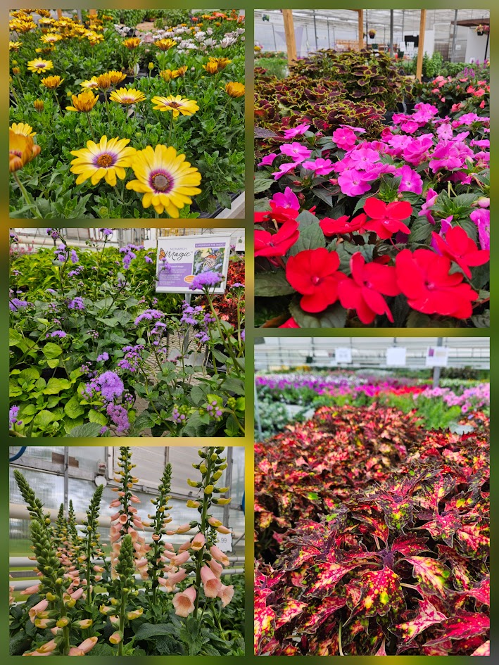 26sale8 4.5inch annual.jpg